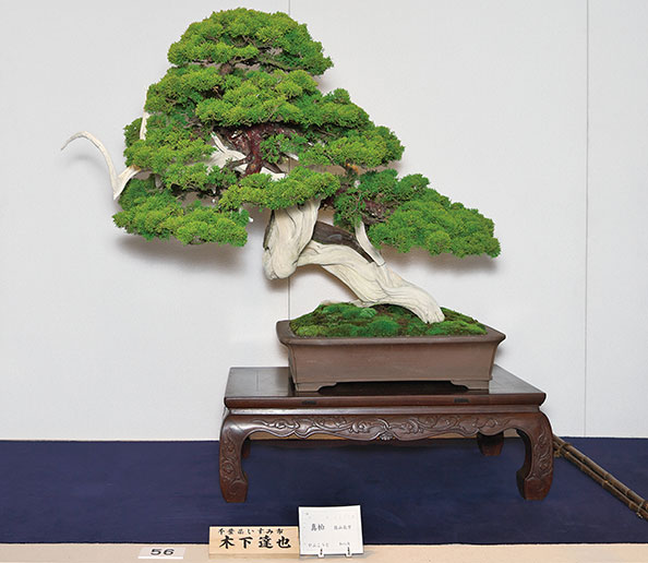bonsai_201906